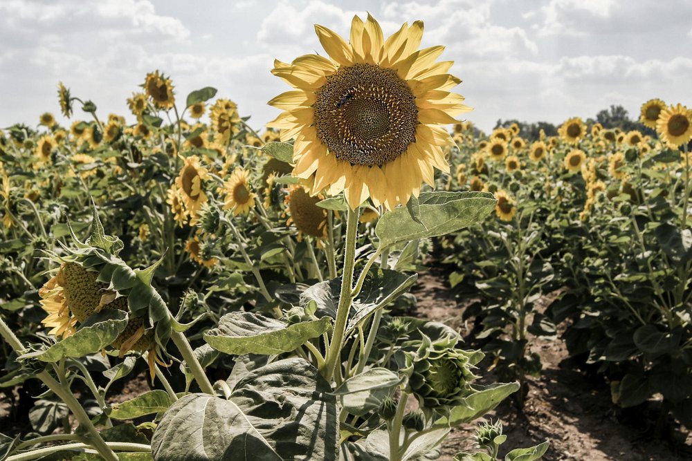 Sonnenblumen (c) Krsto Jevtic / unsplash Schlüsselbild: Sonnenblumen (c) Krsto Jevtic / unsplash